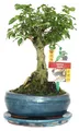 Produktbild: Chinesischer Liguster-Bonsai – Ligustrum sinensis – ca. 6 Jahre alt – Kugelform