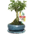 Produktbild: Exotenherz Bonsai Chin. Liguster Ligustrum Sinensis ca. 6 Jahre Kugelform