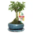 Produktbild: Bonsai Chin. Liguster - Ligustrum sinensis - ca. 6 Jahre - Kugelform