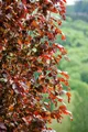 Produktbild: Fagus sylvatica 'Rohan Obelisk', Rotbuche, säulenförmig, 80–100 cm
