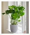 Produktbild: BALDUR Garten Monstera, 1 Pflanze, Fensterblatt, Monstera deliciosa, Zimmerpflanze Grünpflanze Zimmerpflanze luftreinigend. mehrjährig - frostfrei halten