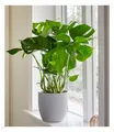 Produktbild: Monstera,1 Pflanze Zimmerpflanze
