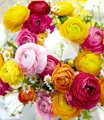 Produktbild: BALDUR Garten 10x Gefüllte Ranunkeln, Zwiebeln mit Umfang 4-5 cm, Blumenzwiebeln, Ranunculus asiaticus, winterhart, Wasserbedarf gering, blühend, Schnittblume, Frühjahrsblüher