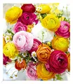 Produktbild: BALDUR Garten 10x Gefüllte Ranunkeln, Zwiebeln mit Umfang 4-5 cm, Blumenzwiebeln, Ranunculus asiaticus, winterhart, Wasserbedarf gering, blühend, Schnittblume, Frühjahrsblüher