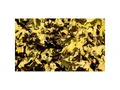 Produktbild: Showtec Show Konfetti Gold Metal (rechteckig), 1 kg (schwer entflammbar)