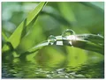 Produktbild: ARTland Wanddeko Glasbilder Wandbild Glas Bild einteilig 60x45 cm Querformat Natur See Pflanzen Blätter Gräser Teich Wassertropfen Sonne T5SE