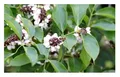 Produktbild: 10x Pongamia pinnata Indische Buche Garten Pflanzen - Samen ID153