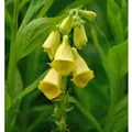 Produktbild: Großblütiger Fingerhut - Digitalis grandiflora