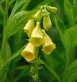 Produktbild: Großblütiger Fingerhut - Digitalis grandiflora - lebende Gartenpflanze aus den Baumschulen