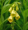 Produktbild: Großblütiger Fingerhut - Digitalis grandiflora
