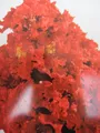 Produktbild: Chinesische Kräuselmyrte Black Diamond ® Best Red - Lagerstroemia indica - 40-60