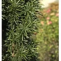 Produktbild: Säuleneibe 90-100cm - Taxus baccata Fastigiata Robusta