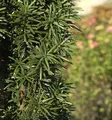 Produktbild: Säuleneibe 90-100cm - Taxus baccata Fastigiata Robusta