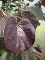 Produktbild: Cercis canadensis Merlot - Kanadischer Judasbaum - 150-175cm