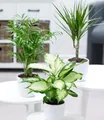 Produktbild: BALDUR Garten 3er Mix Luftreinigende Zimmerpflanzen 'Classic', Pflanzen im 12 cm-Topf, je 1x Bergpalme, Dieffenbachie, Dracena, luftreinigende Grünpflanzen, pflegeleicht, mehrjährig-frostfrei halten