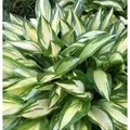 Produktbild: Funkie Cherry Berry - Hosta Hybrid