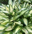 Produktbild: Funkie Cherry Berry - Hosta Hybrid