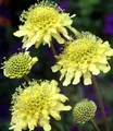 Produktbild: BALDUR Garten Winterharte gelbe Scabiose,2 Pflanzen, duftende, hellgelbe Blüten, bienenfreundliche Staude, lange Blütezeit, reich blühend, winterhart, pflegeleicht