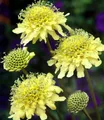 Produktbild: BALDUR Garten Staude Winterharte gelbe Scabiose, 2 St., Bienenfreundlich, duftend, bienenfreundlich