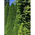 Produktbild: Thuja Smaragd 180-200 cm. 5 Lebensbäume. Immergrün, Winterhart, Sichtschutz