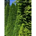 Produktbild: Thuja Smaragd 180-200 cm. 5 Lebensbäume. Immergrün, Winterhart, Sichtschutz