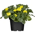 Produktbild: Ranunculus Ficaria Scharbockskraut Gelb Ca. 9x9 cm Topf