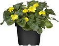 Produktbild: Ranunculus ficaria 9x9 cm Topf – Winterhart, Mehrjährig, Pflegeleicht – Scharbockskraut – Bodendecker für Schatten & Unterpflanzung