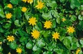 Produktbild: Pflanzen für Dich Staude Ranunculus ficaria, 1 St., Scharbockskraut, Feigwurz