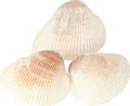 Produktbild: Maritime Deko Muscheln für kreative Gestaltung und Sommerstimmung