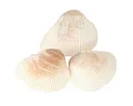 Produktbild: Posiwio Bastelnaturmaterial Maritime Deko Muscheln für kreative Gestaltung und