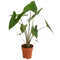 Produktbild: Dehner Zimmerpflanze Pfeilblatt, Alocasia zebrina, ca. 85-95 cm, Ø Topf 19 cm, gelb braun gestreifte Stängel, herzförmige Blätter grün 85 cm