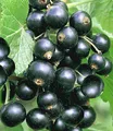 Produktbild: BALDUR Garten Obstpflanze Johannisbeere 'Schwarze Titania', 1 St., Widerstandsfähig, winterhart, mehrjährig, pflegeleicht