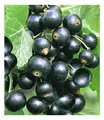 Produktbild: Johannisbeeren 'Schwarze Titania', 1 Strauch, Ribes nigrum