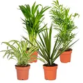 Produktbild: Bloomique - 4er-Mix - Luftreinigende Pflanzen - Dracaena - Dypsis - Chamaedorea - Chlorophytum - Zimmerpflanzen - Höhe 20-40 cm - Topf 12 cm