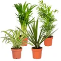 Produktbild: Bloomique - 4er-Mix - Luftreinigende Pflanzen - Dracaena - Dypsis - Chamaedorea
