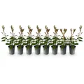 Produktbild: GreenboutiQ - Heckenpflanzen - Photnia fraseri Red Robin - Blatt rot grün - 8 Pflanzen - 1 laufender Meter - immergrün - Topf 9cm Höhe 30-35cm