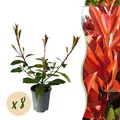 Produktbild: Heckenpflanzen Photnia fraseri Red Robin Blatt rot grün ⌀9cm ↕30-35cm