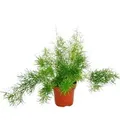Produktbild: Exotenherz Zierspargel Asparagus Densiflorus Sprengeri Pflegeleichte Grünpflanze 12cm Topf
