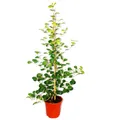 Produktbild: Exotenherz - Mispelfeige - Ficus deltoidea - 17cm Topf - ca. 80cm hoch