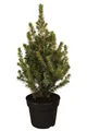 Produktbild: Picea glauca 'Conica' 30-40 cm – Winterhart, Immergrün, Pflegeleicht – Zuckerhutfichte – Konifere für Kübel & Beet