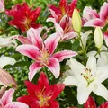 Produktbild: Lilien Zwiebeln Winterhart Mehrjährig - Orientalische Kollektion - 15 Stück - Mehrjährige Blumenzwiebeln aus Holland - Für Garten und Topf (große Knollen, kein Samen, nicht künstlich)