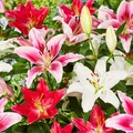Produktbild: Orientalische Lilien Zwiebeln Winterhart - Mix aus 5 Sorten - 15 stück