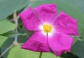 Produktbild: Cistus creticus - Kretische Zistrose 30-40cm