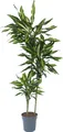Produktbild: Drachenbaum - Dracaena fragrans 'Cintho' - Höhe 140-150cm - 24cm