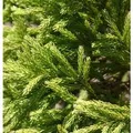 Produktbild: Japanische Sicheltanne Globosa Nana 30-40cm - Cryptomeria japonica