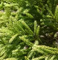 Produktbild: Japanische Sicheltanne Globosa Nana 30-40cm - Cryptomeria japonica - lebende Gartenpflanze aus den Baumschulen