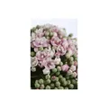 Produktbild: Viburnum tinus 'Eve Price', Lorbeer-Schneeball, immergrün, 30-40 cm