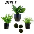 Produktbild: Sahawa Aquarienpflanzen  3 Topfpflanzen Set Nr. 6  Nano Wasserpflanzen +3 MK