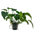 Produktbild: Mutterpflanze Aquarium Pflanze Anubias barteri XL AquaOne Nr.301A Wasserpflanze