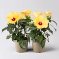Produktbild: Hibiskus, gelb, Topf-Ø 13 cm, Höhe ca. 35 cm, 2 Pflanzen